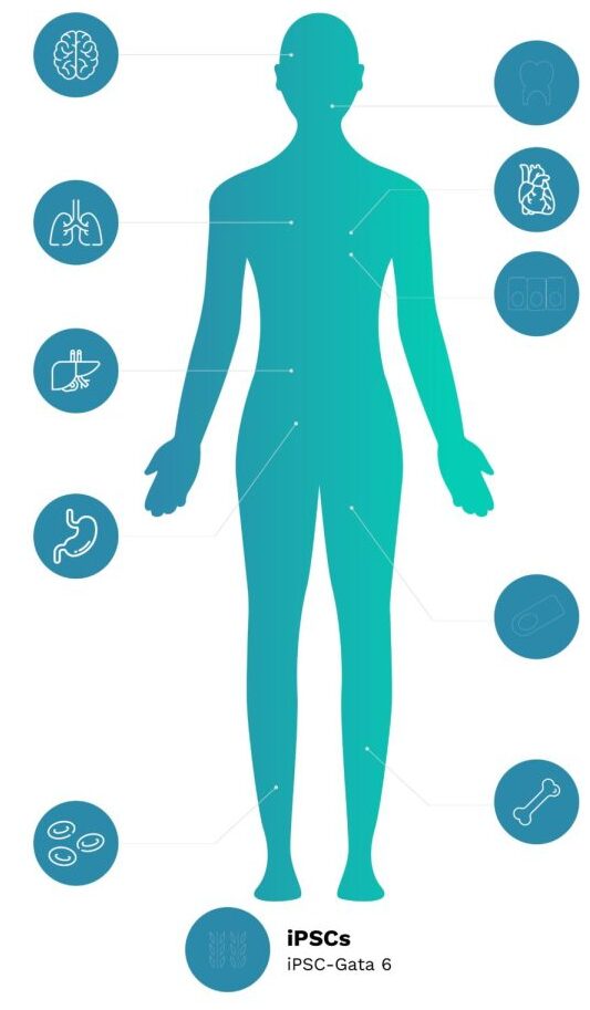 spheroid culture