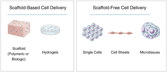 hepatocytes