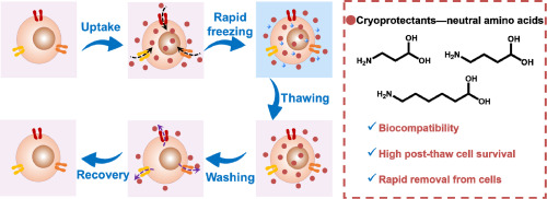 Pdf Cryoprotective Action Of Suspensions Of Vegetable Lecithins Lecy