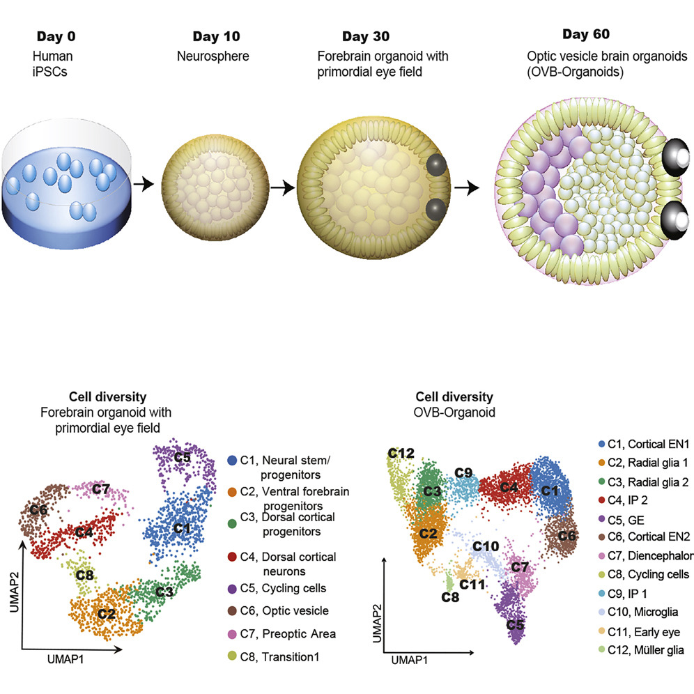 Organoids Constructs Dervied From Stem Cells Facellitate