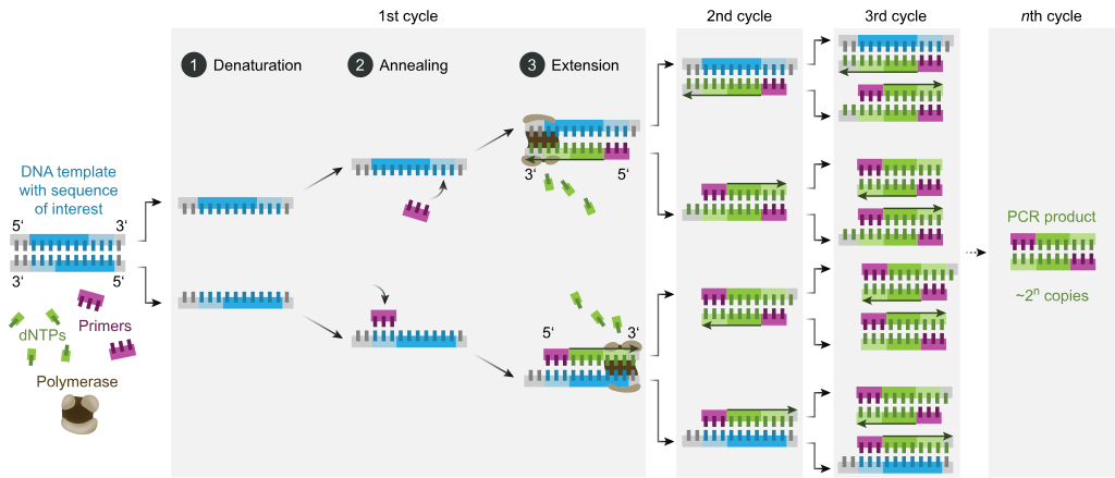 Top Three Applications Of Polymerase Chain Reaction (PCR) – FaCellitate