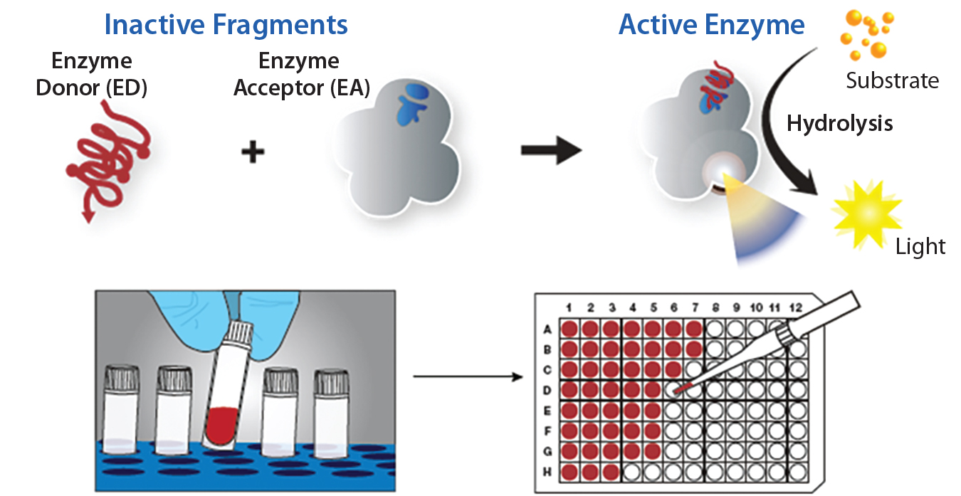 CELLULAR ASSAYS – faCellitate