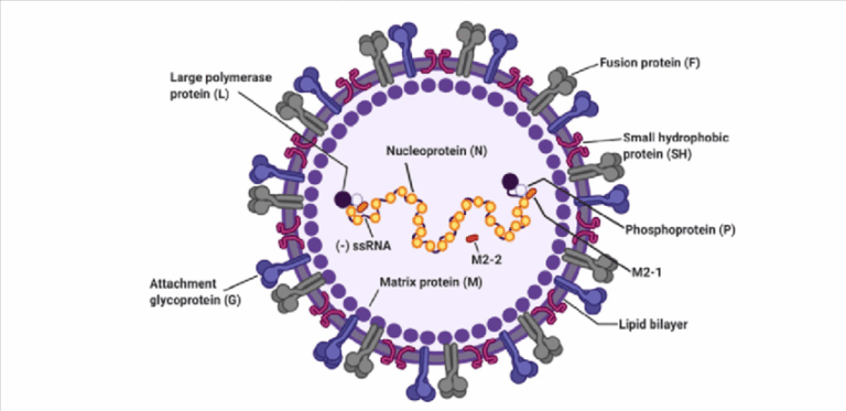 Respiratory Syncytial Virus