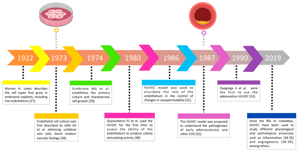 EVOLUTION OF 3D CULTURES