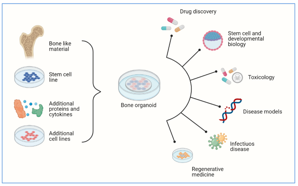 organoids