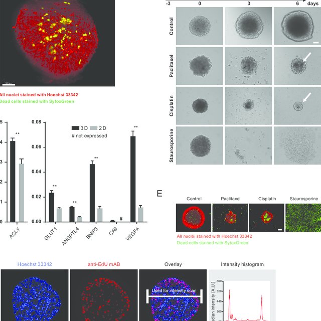 Multicellular tumor spheroids