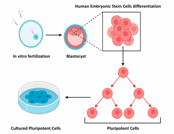 Embryonic stem cells as tools for investigating human development ...