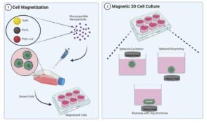 magnetic 3d cell culture