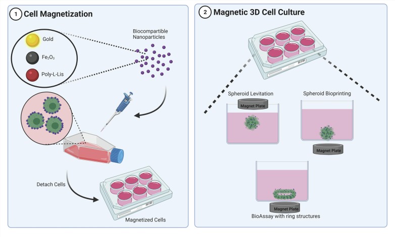 magnetic 3d cell culture