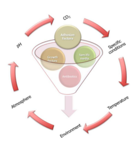 cell culture growth media