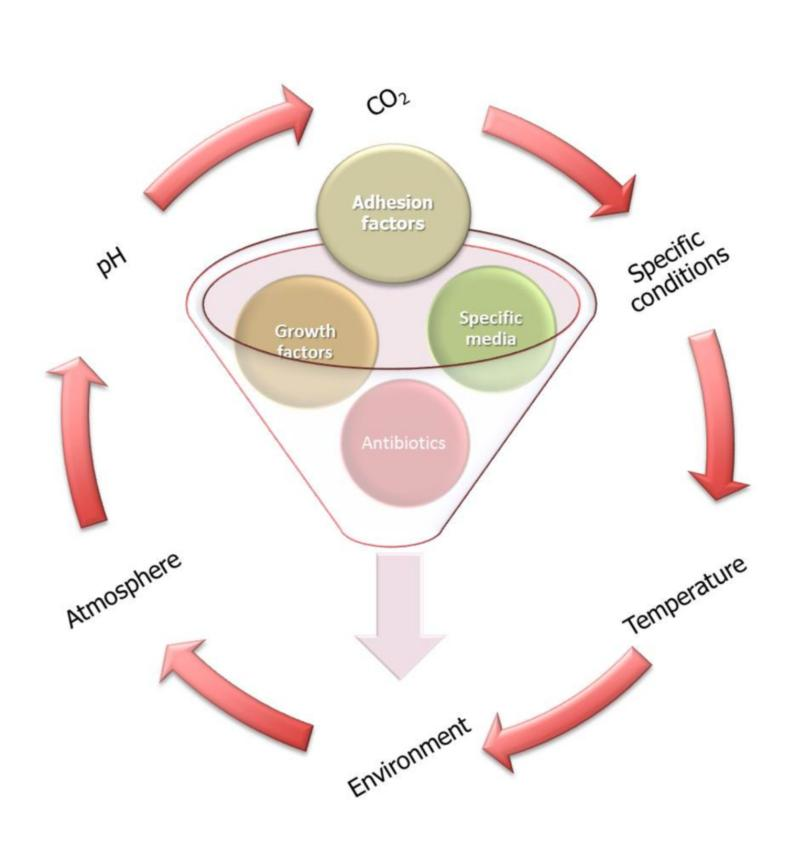 cell culture growth media