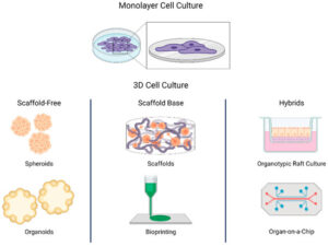 3d cell culture
