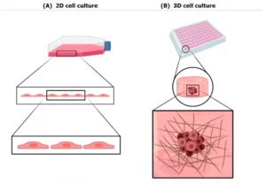 3d cell culture
