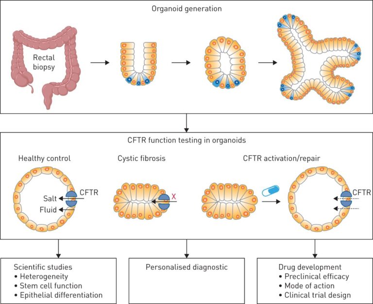 organoid models