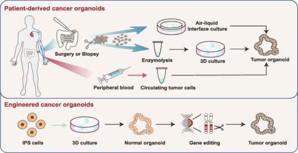 Organoid tumor models: benefits and challenges – faCellitate