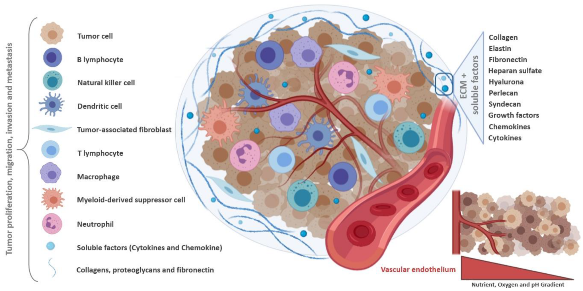 The Importance Of The Tumor Microenvironment In Cancer Research ...