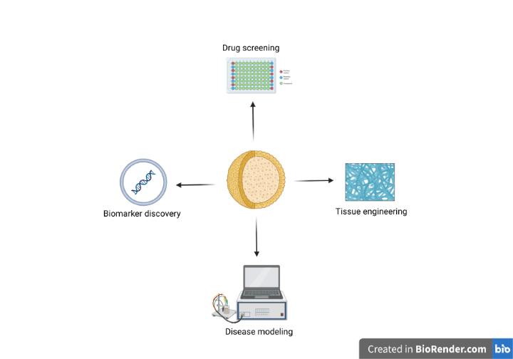 Applications Of 3-dimensional Cell Culture In Precision Medicine ...