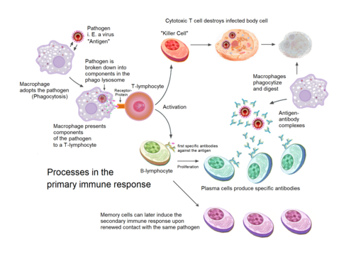 An introduction to the human immune system – faCellitate