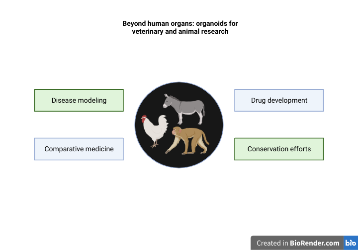 Beyond Human Organs: Organoids For Veterinary And Animal Research 