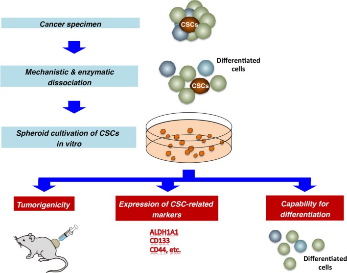 cancer cells