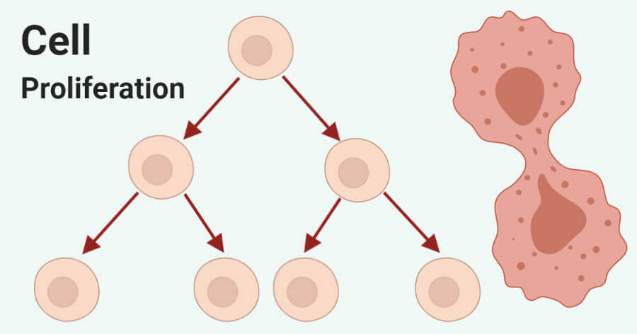 Ways To Promote Cell Proliferation Facellitate