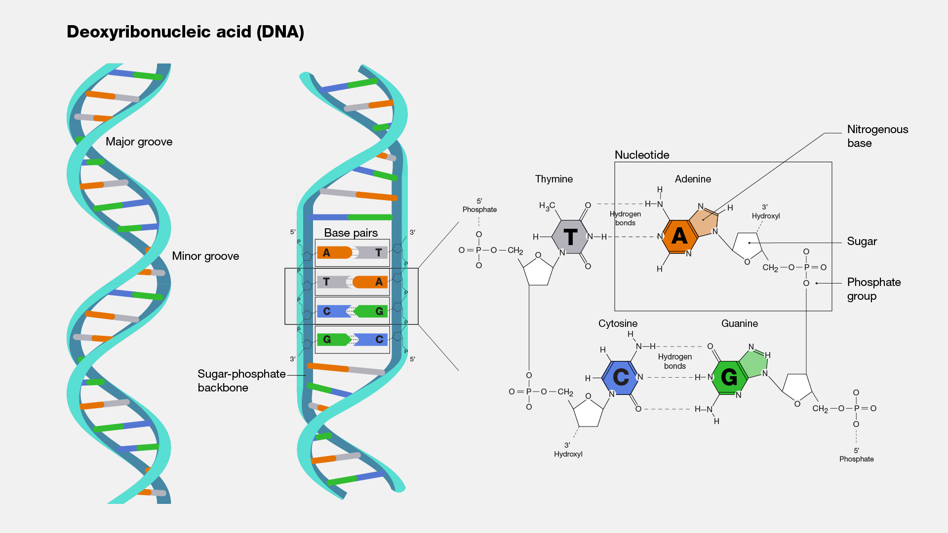 deoxyribonucleic-acid-dna-building-block-of-life-facellitate