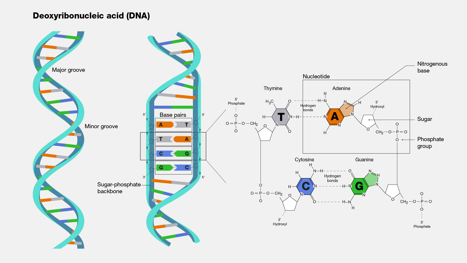 dna-structure-and-replication-patryk-s-blog