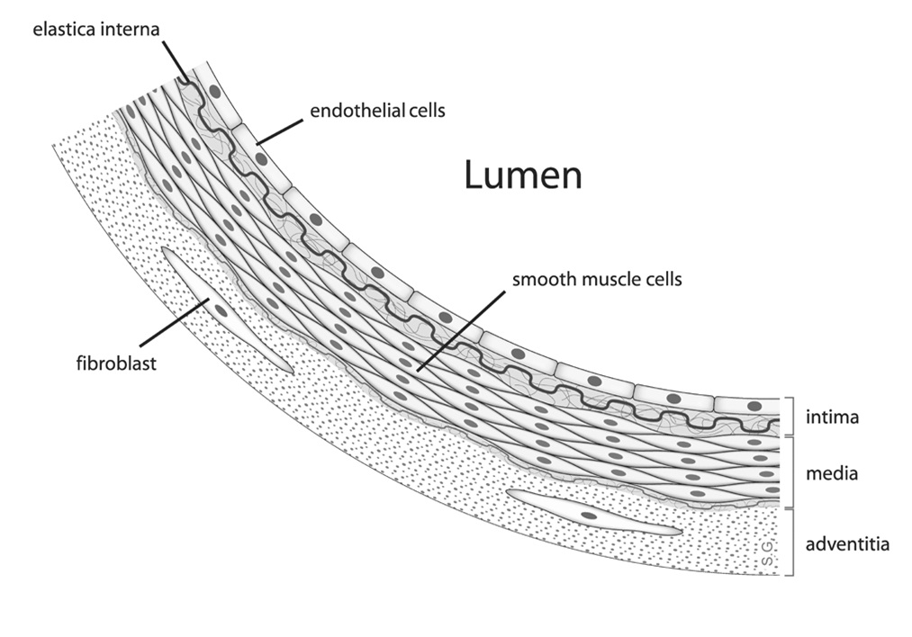 endothelium diagram