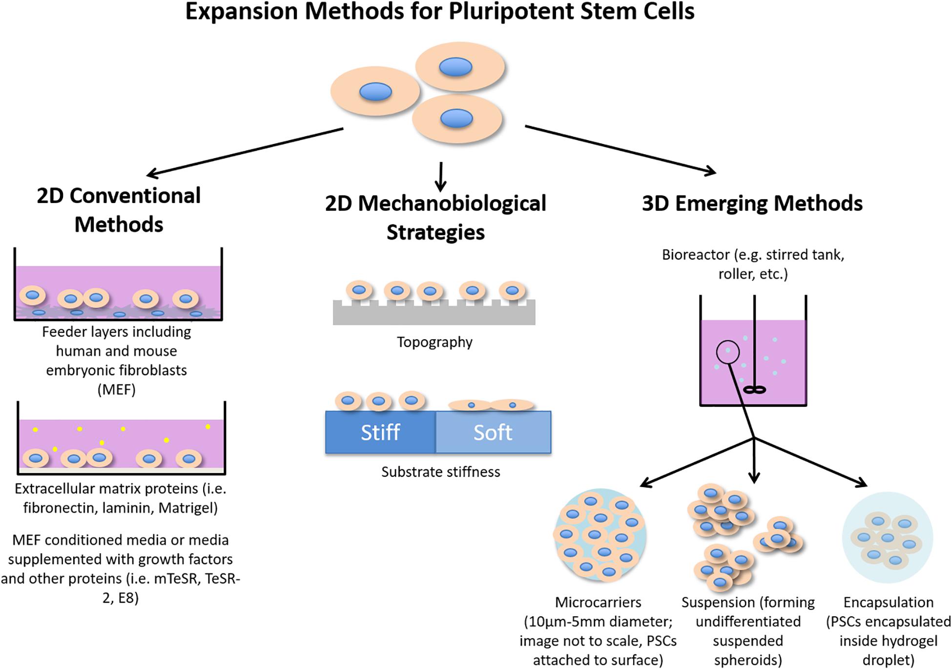 The typical process to develop a mammalian cell line for recombinant protein manufacturing