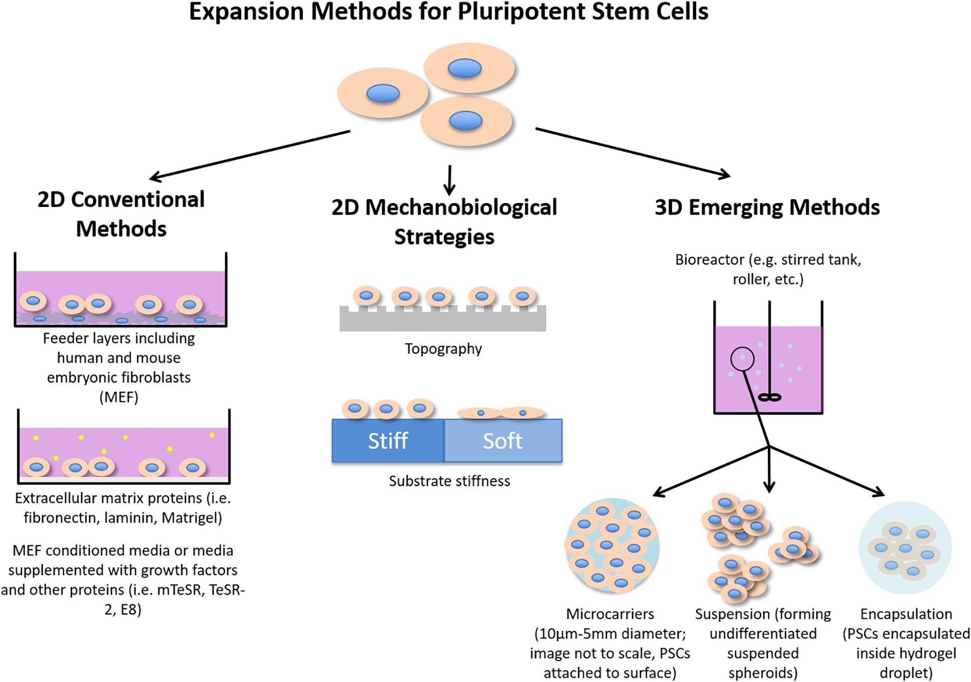 What Is Mammalian Cell Culture Used For