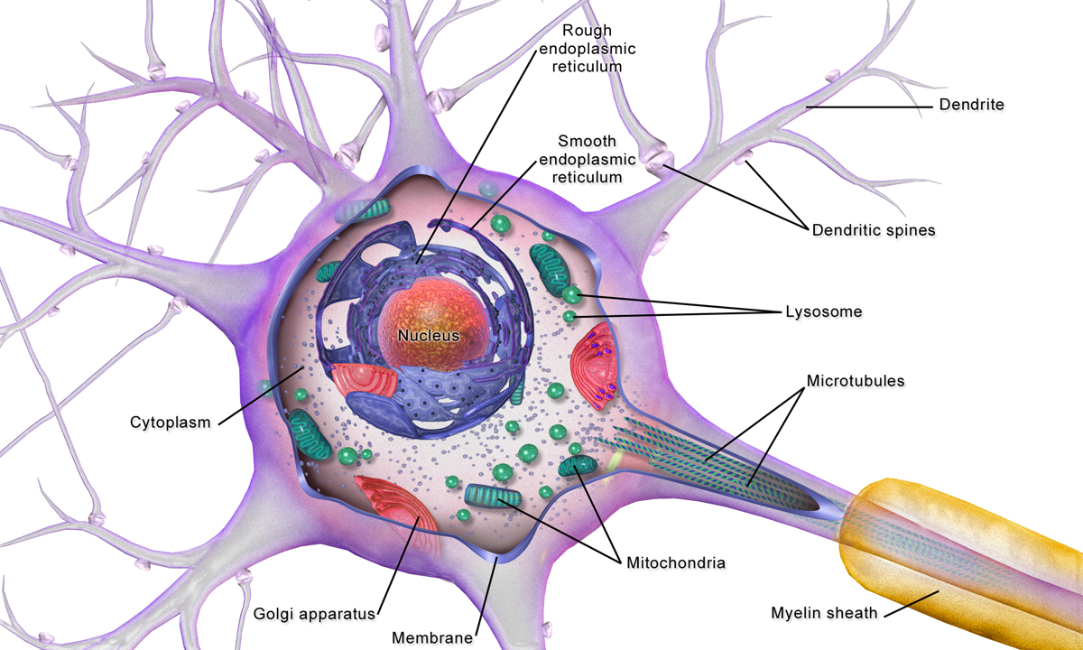 brain-cells-facellitate