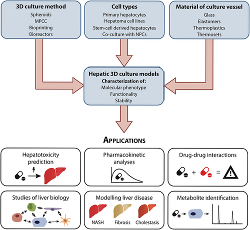 Primary Hepatic 3D culture systems – faCellitate