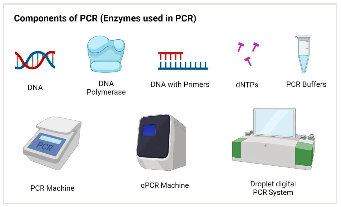 PCR Machine Principle Parts Steps Types Uses Examples 45 OFF