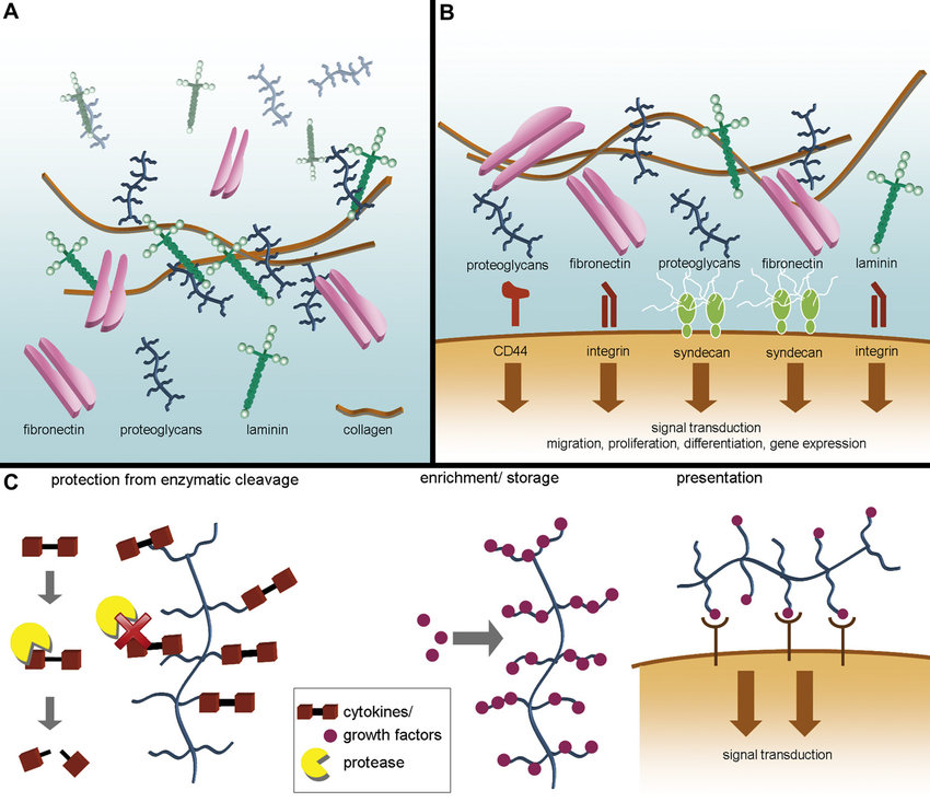 Influence Of ECM Composition On Cell Phenotype And Drug Response ...