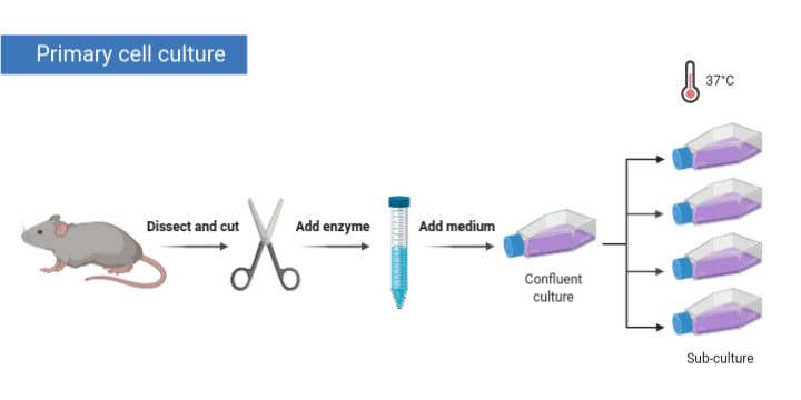 Different approaches for 3D primary cell culture model development –  faCellitate