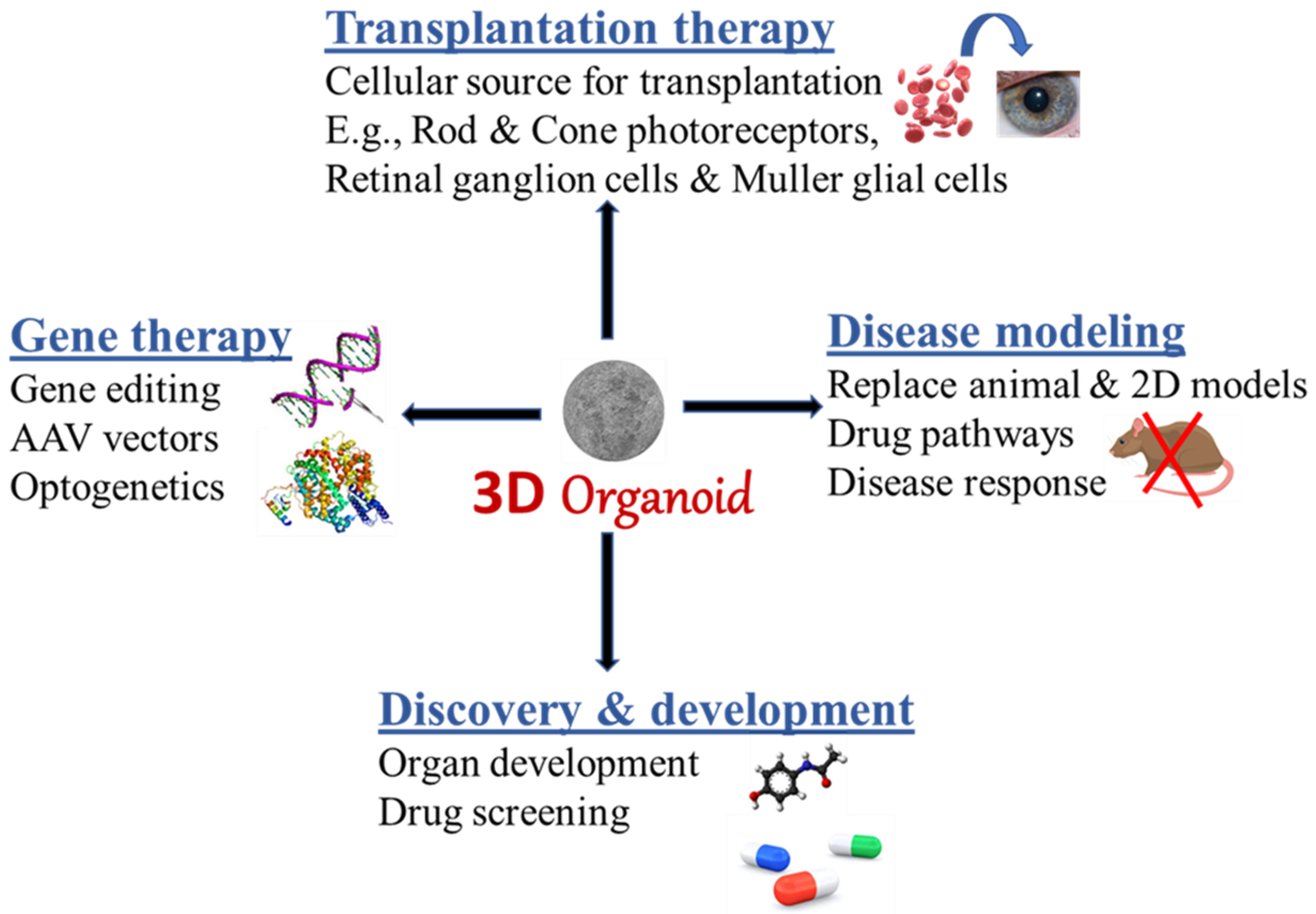 The Use Of Organoids In Regenerative Medicine Facellitate 