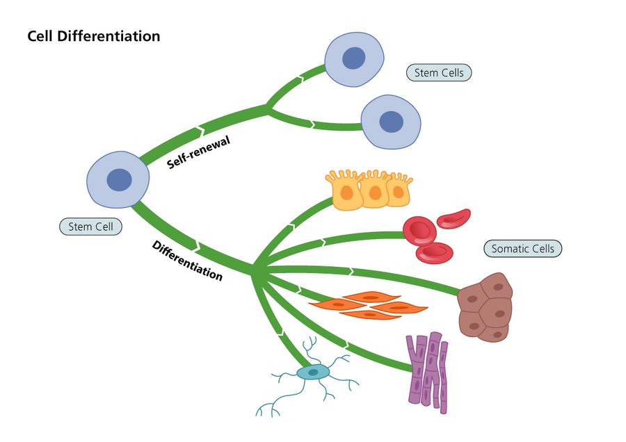stem cells