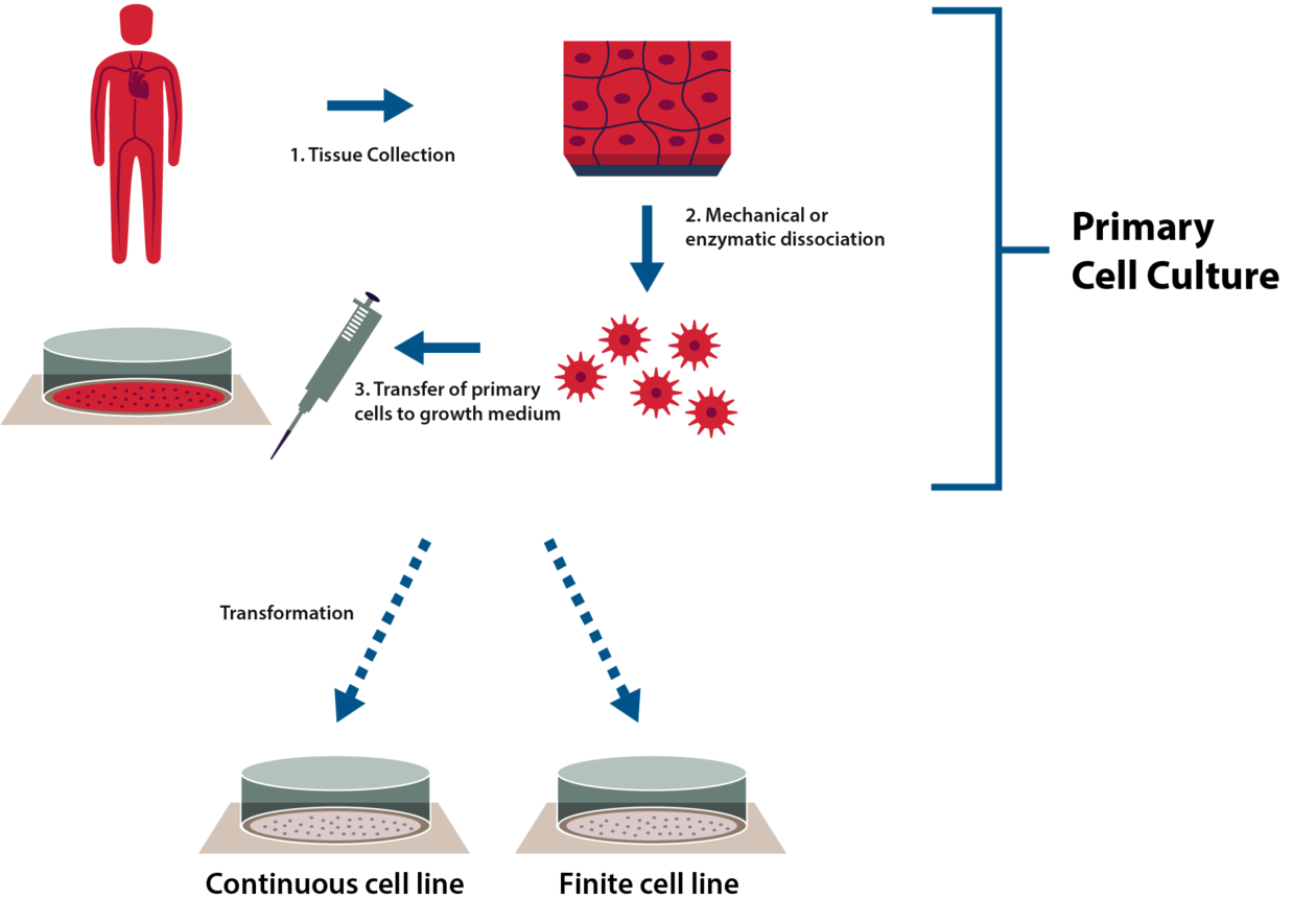 What are primary cells : advantages and limitations – faCellitate