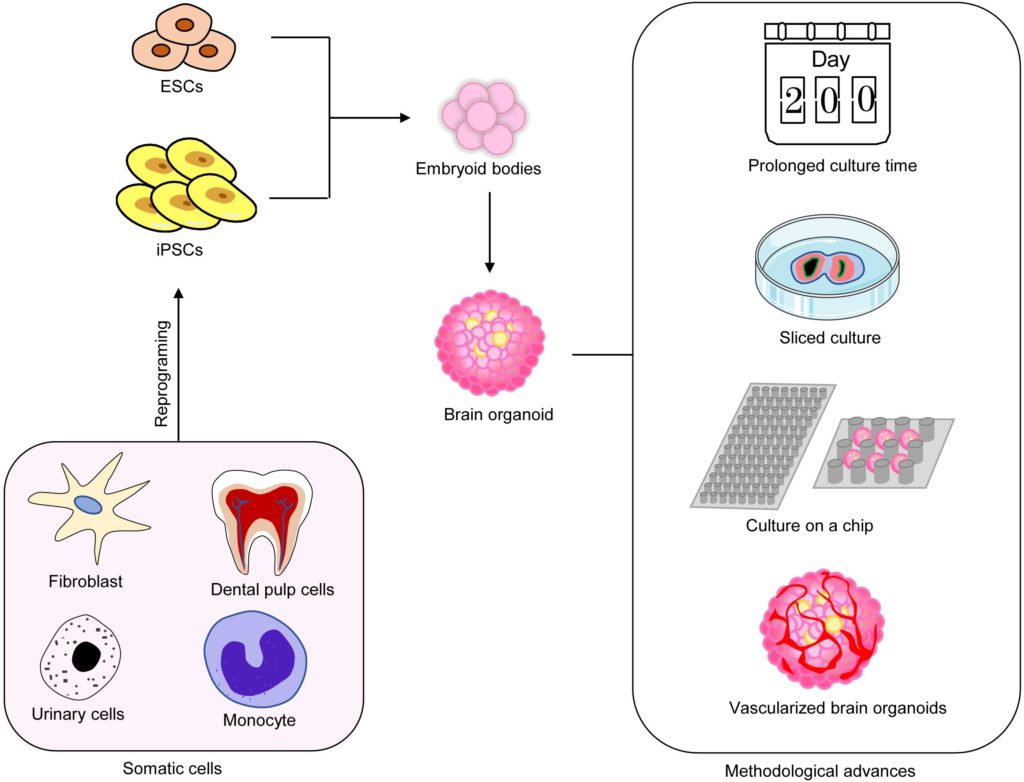 Increasing Cellular Complexity Of Organoids – faCellitate