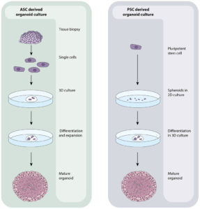 organoid tissue culture