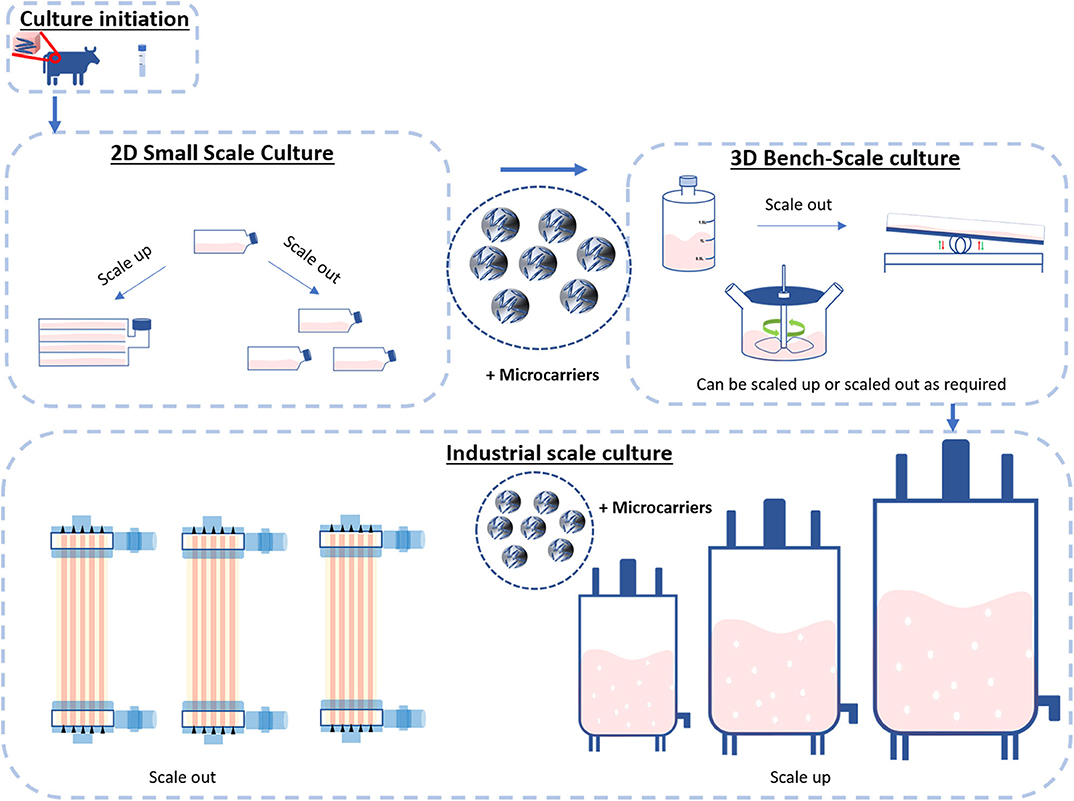 In vitro cell culture techniques: Adherent culture Vs. Suspension culture –  faCellitate