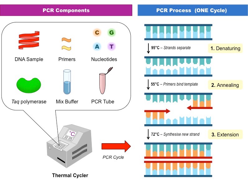 Advantages and disadvantages of PCR technology – faCellitate