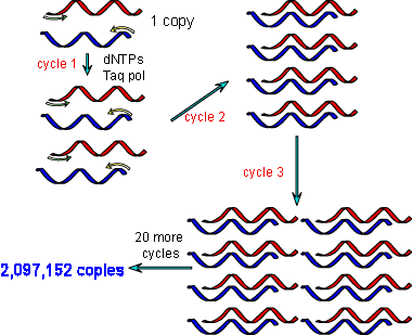 PCR (Polymerase Chain Reaction) extension on Make a GIF