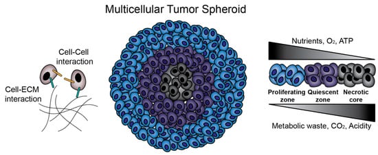 Perfect 3D Spheroids For Cancer Research With BIOFLOAT – FaCellitate