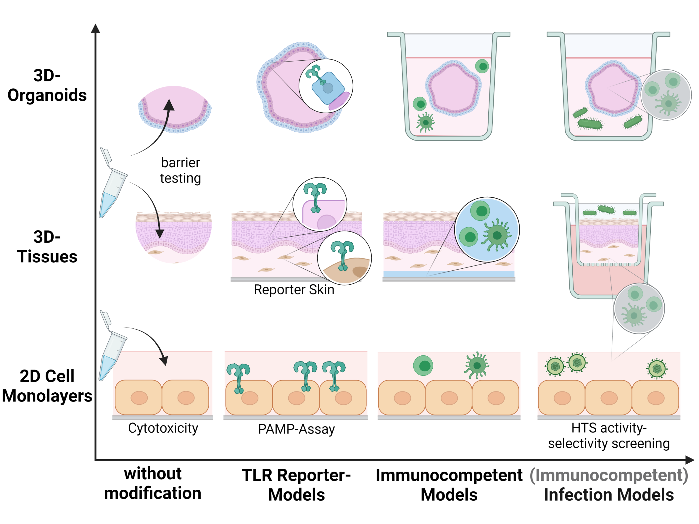 What is an In Vivo Test?