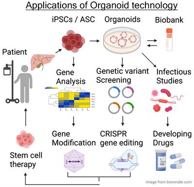 Current limitations of organoid technology – faCellitate